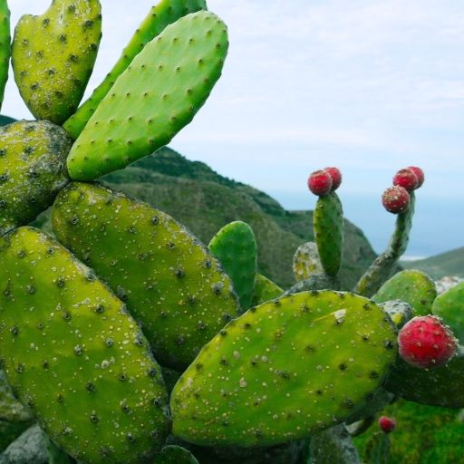 Tiešie Lidojumi Rīga Tenerife